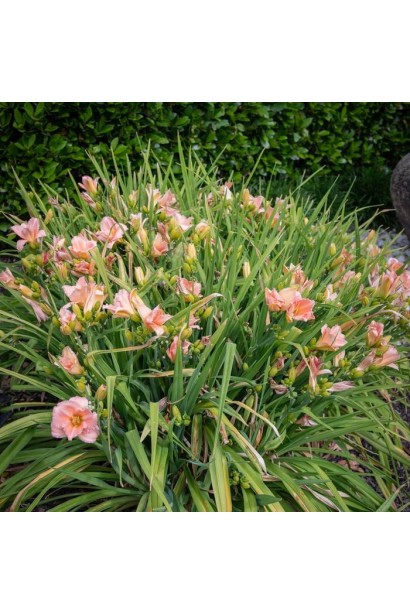 Лілійник On and On у період цвітіння. 